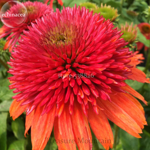 Double Scoop 'Orangeberry' Echinacea, 100 Seeds, rose red big blooms  long-blooming coneflowers TS253T