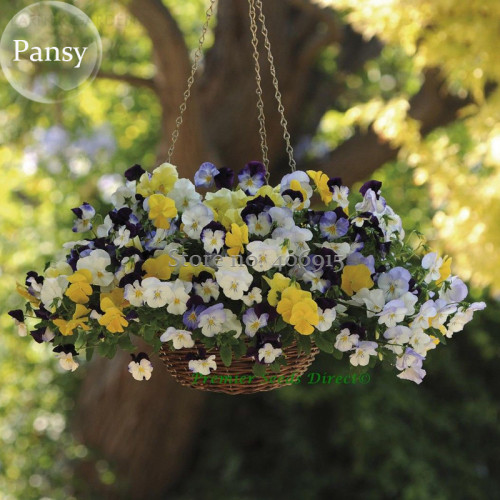 Heirloom Beautiful Hanging Bonsai Colorful Pansy, 20 seeds,  long flowering light up garden E3598