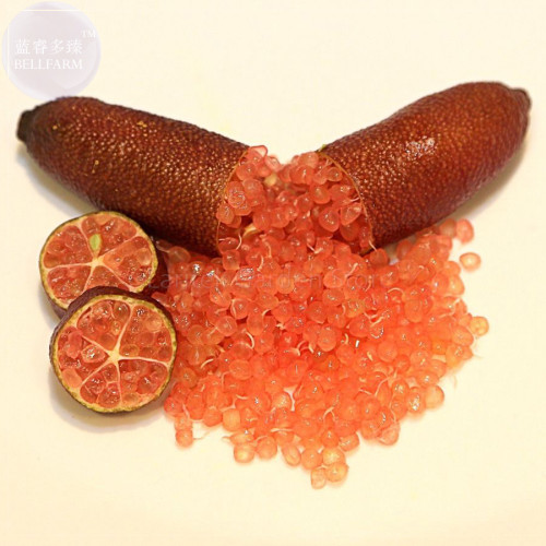 Imported Orange Finger  Lime Pomegrante Plant seeds, 10 seeds, professional pack, a must for garden rare plant E4126