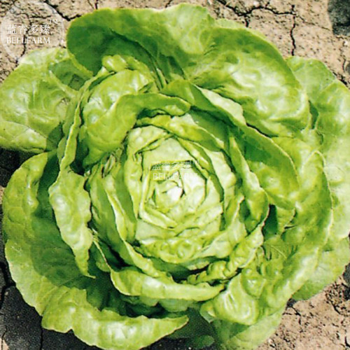 BELLFARM Lettuce Winter Arctic K-i-n-g Seeds, 500 seeds, organic vegetables home garden edible