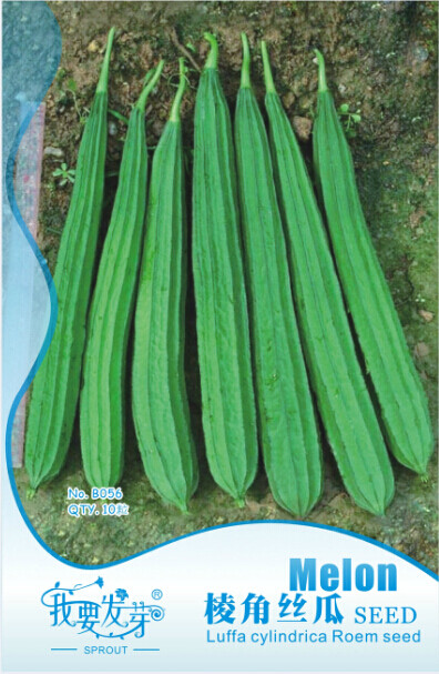 10 Original Packs, 10 seeds / pack, Luffa Acutangula Angled Luffa Vegetables Ridged Luffa Chinese Okra