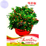 BELLFARM Bonsai 'Pearl' Pepper Chile Vegetables Seeds, 25 seeds, original pack, ornamental indoor capsioum annuum garden plants