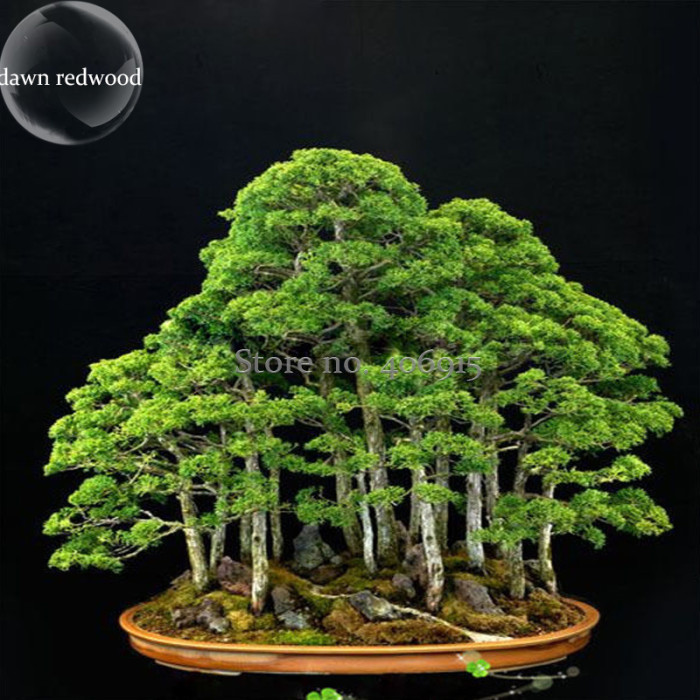 US$ 0.72 - Bonsai Metasequoia Dawn Redwood Evergreen Ornamental Plants, 50  Seeds, potted indoor office purify the air E3961 - www.deargogo.com