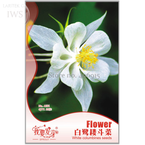 White Columbines Aquilegia Seeds Balcony Bonsai Plant Flowers Seeds, Original Pack, 35 seeds, hardy beautiful flower IWSA191