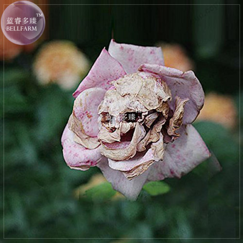 BELLFARM 'The Death' Rose seeds, 100 seeds, professional pack