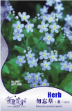 10 Original Packs, 60 seeds / pack, Fresh Perennial Flower Ground Cover Seeds Forget Me Not ''MYOSOTIS SYLVATICA