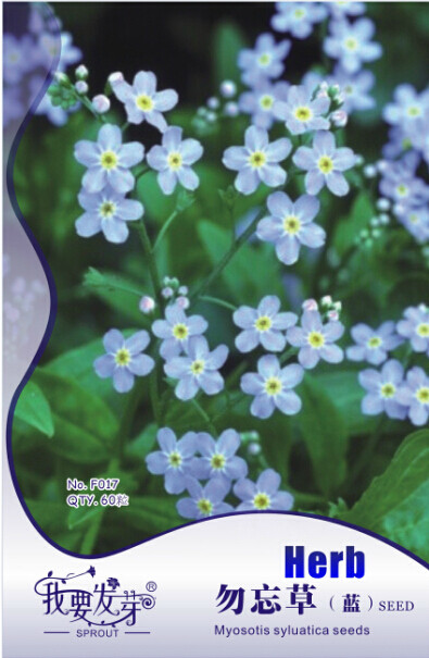 10 Original Packs, 60 seeds / pack, Fresh Perennial Flower Ground Cover Seeds Forget Me Not ''MYOSOTIS SYLVATICA