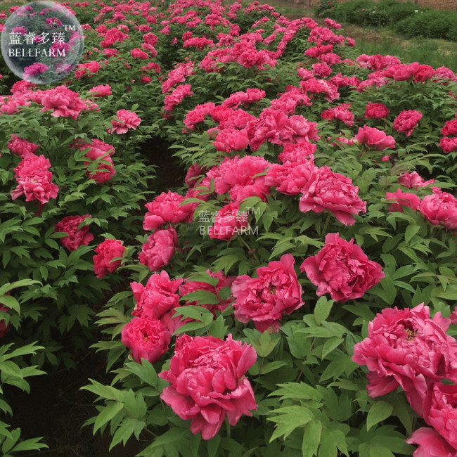 BELLFARM Rare Flower King Pink Red Peony Seedling Seeds, Professional Pack, 5 Seeds, Light Fragrant Garden Flowers E3262