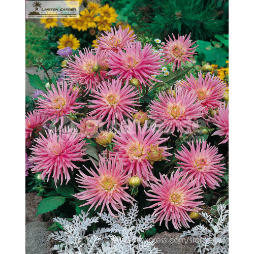 'Park Princess' Pink Spider Dahlia Pinnata Flower Seeds 20+ Garden Compact Flower Attract Bees Butterflies