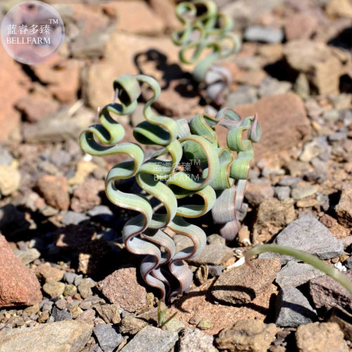 BELLFARM Trachyandra Flexifolia Seed, only one seed, rare imported kelp-like albuca plants BD133H