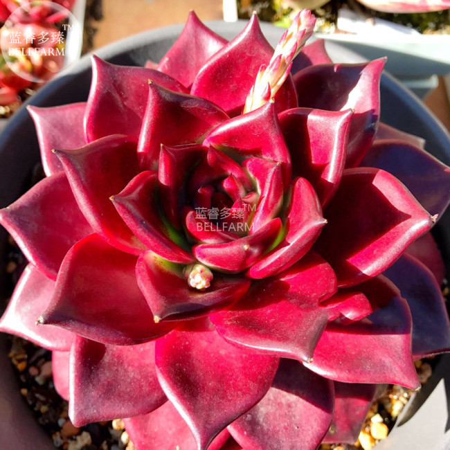 BELLFARM Echeveria agavoides Romeo Rubin Succulent Plant Seeds, professional pack, 100% right varieties bonsai heirloom seeds 10 SEEDS