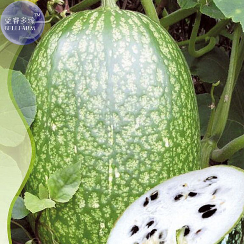 Heirloom Malabar Gourd Seeds, Original Pack, 8 seeds, fig leaf gourd chilacayote asian pumpkin IWSB117