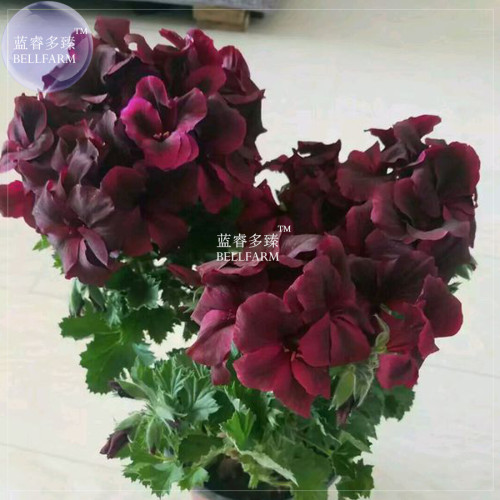 BELLFARM Geranium Bonsai Redish Black Single Petals Flower Plant*Seeds(no soil), 10pcs/pack, big blooms home garden