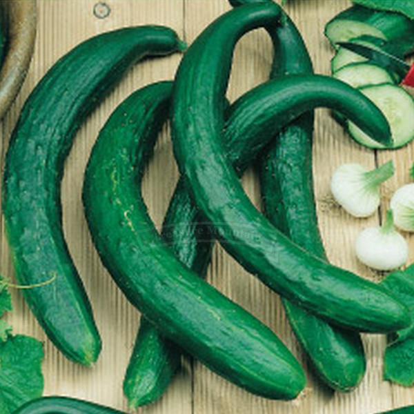 1 Professional Pack, 200 seeds / pack, RARE Seeds CUCUMBER Heirloom  Chinese snake ,Chinese Slangen (Cucumis sativus) ORGANIC