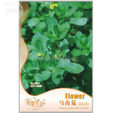 Rare Natural Organic Purslane seeds, Original Pack, 120 seeds, adaptable and easy to grow green vegetables IWSE004