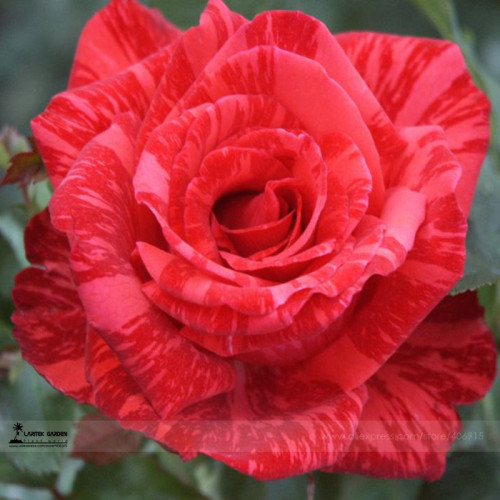 1 Professional Pack, 50 seeds / pack, New Red Rose with Light Pink Strip Chinese Rose Shrub Flower Seeds #A00207