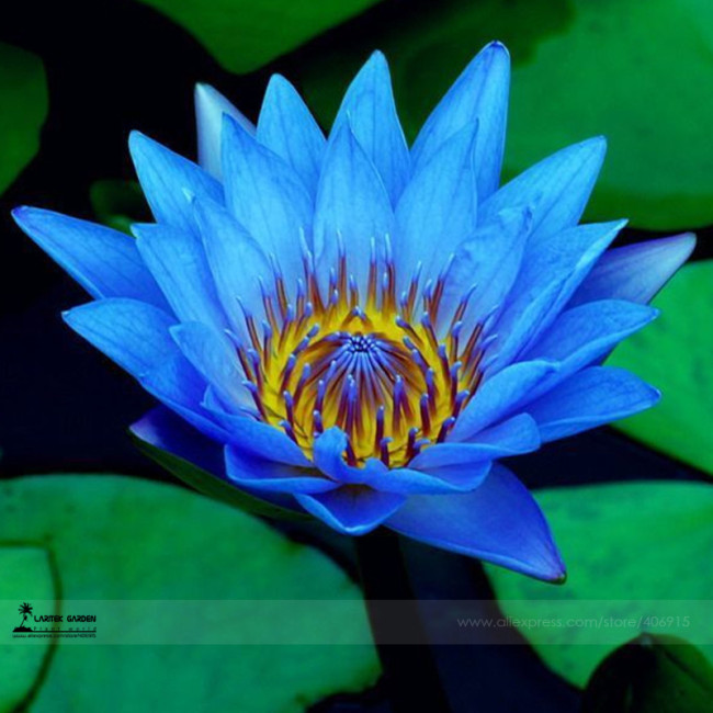 1 Professional Pack, 1 seed / pack, Dark Blue Nymphaea Caerulea China Water Lily Pad Flower Pond Seeds #E3490