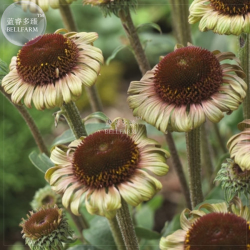 BELLFARM Echinacea Hybrida 'Caribbean Green' Greyish Green Bonsai Flowers, 200pcs 'seeds', perennial garden coneflowers