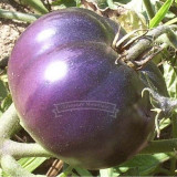 5 Professional Packs, 50 seeds / pack, Large Purple Tomato, Organic Medicinal, Antioxidant, Healthful, Heirloom Seeds