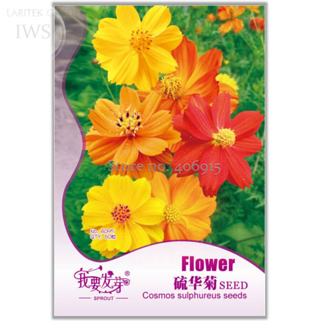 Cosmos Sulphureus Seeds Balcony Potted Flowers Chrysanthemum Seeds, Original Pack, 60 seeds, very beautiful flowers IWSA095S