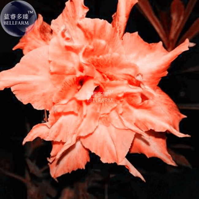 BELLFARM Adenium Fully Orange Petals Long Flower Tail Seeds, 2 seeds, 12-layer big blooms home garden supply flowers