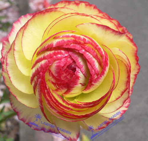 1 Professional Pack, Aprrox 20 seeds / pack, Beautiful Flowering Blubs'Ranunculus-Persian Buttercup' New Flower Bulb # LT622