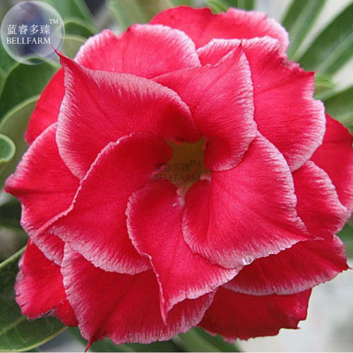 BELLFARM Fresh Red Adenium Obesum Desert Rose Seeds, 2 Seeds, Hybrid 4-layer with little white edge E3498