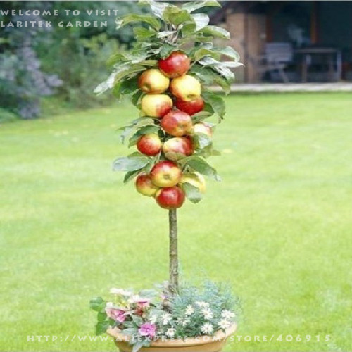 5 packs, 10 seeds / pack * Red Apple Tree BONSAI serious * VERY FRAGRANT, SWEET, CRISP * Gardening Seeds * Plus Mysterious gift