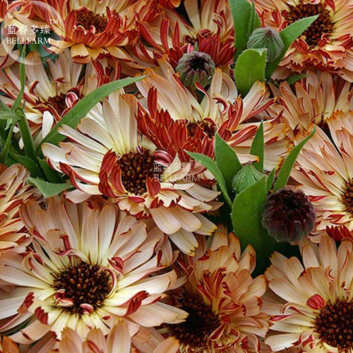 BELLFARM Calendula 'Bronzed Beauty' Bicolor Pot Marigold Flowers Seeds, 50 seeds, deep coppery-peach and cream bicolor flowers
