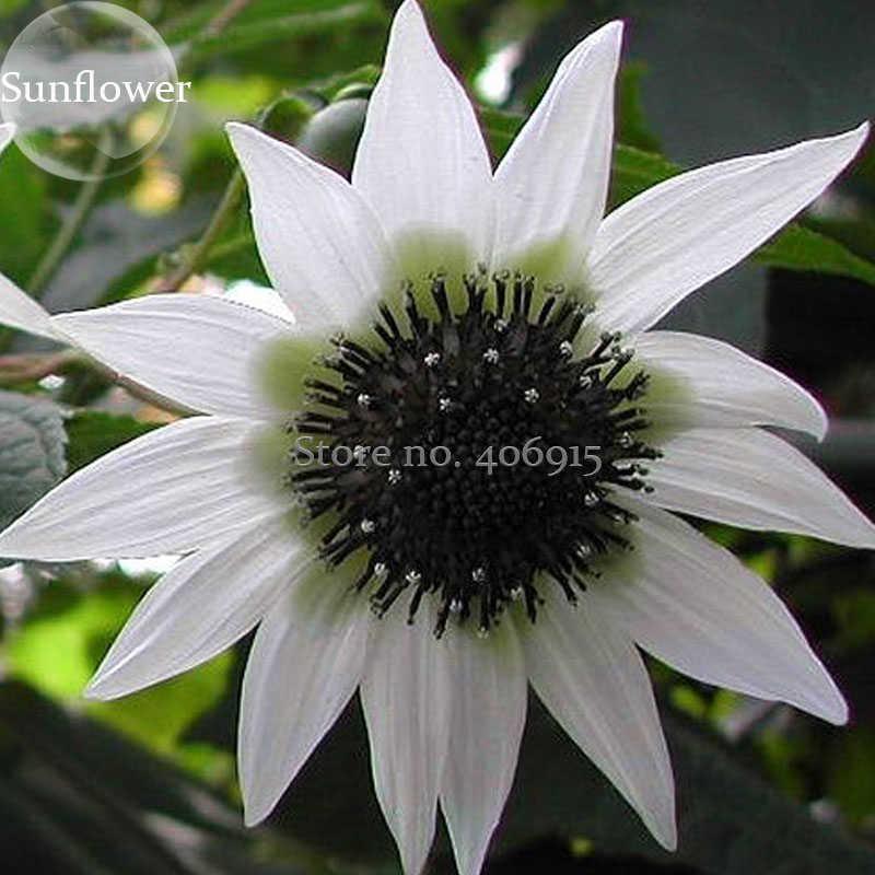 US$ 0.72 - Extremely Rare Small White Sunflower with little eyes