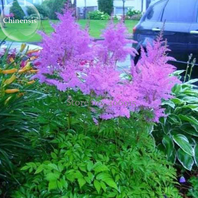 Rare Light Purple Astilbe chinensis Flowers, 50 Seeds, dazzling perennial flowers light up garden E3713