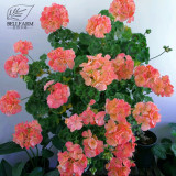 BELLFARM Geranium Pink & Golden Single Dense Petals Big Blooms Bonsai Flowers, 10pcs Seeds Rare Indoor Plants for home