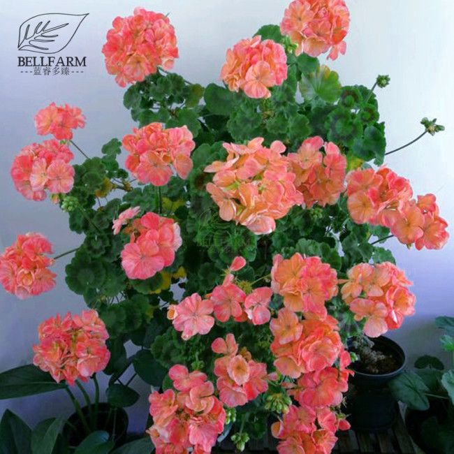 BELLFARM Geranium Pink & Golden Single Dense Petals Big Blooms Bonsai Flowers, 10pcs Seeds Rare Indoor Plants for home