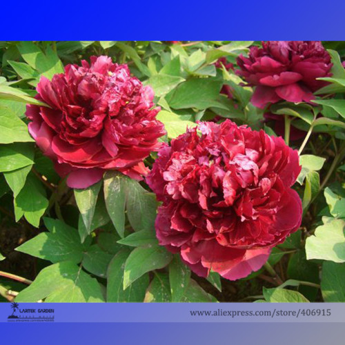 Heirloom Tree-headed Dark Red Peony Shrub Flower Seeds, Professional Pack, 5 Seeds / Pack, Light Fragrant Garden Flower E3201