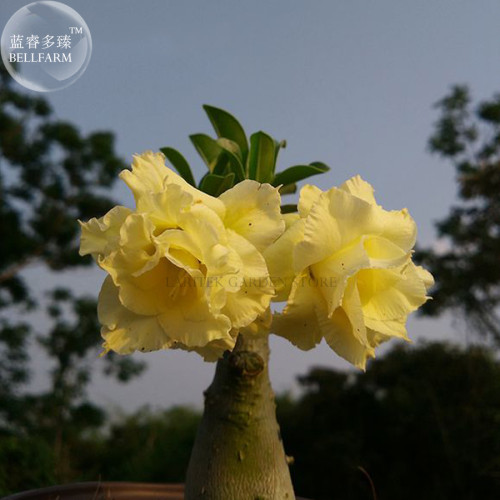 'Invincible Eastern' Adenium Desert Rose, 2 Seeds, yellow double petals big blooms E4005