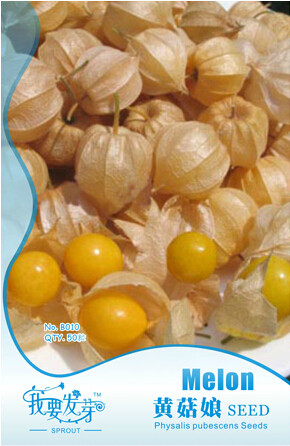 10 Original Packs, 50 seeds / pack, Fresh Perennial Physalis Cape Gooseberry Seeds Chinese Lantern