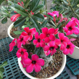 Rare 'fireball' Adenium Desert rose, Professional Pack, 2 Seeds, rose red single petals with black eye E4039