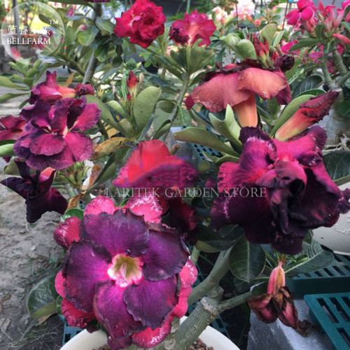 Imported 'mikonos girl' Adenium Desert rose, Professional Pack, 2 Seeds, 2-layer brown rose red petals E4040