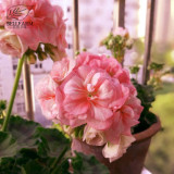 BELLFARM Geranium Purely Pink Double Petals Dense Ball-shaped Perennial Bonsai Flowers 'Seeds' 10pcs heirloom garden flowers
