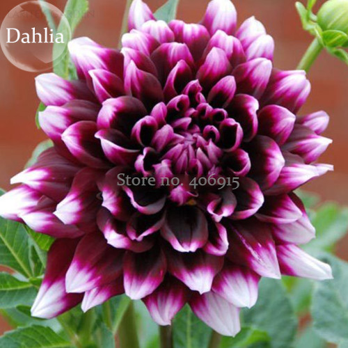 Rare Dark Purple Dahlia Flower with white edge, 50 Seeds, balcony garden plant attractive butterfly light up environment E3632