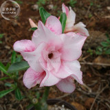 'Oscar Pink Lily' Adenium Desert Rose, 2 Seeds, spiral pink double petals big blooms E4007