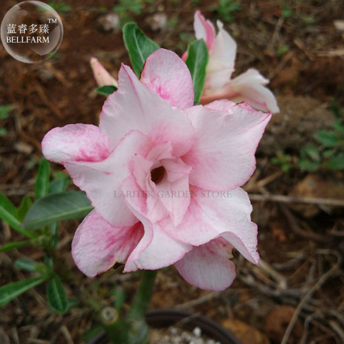 'Oscar Pink Lily' Adenium Desert Rose, 2 Seeds, spiral pink double petals big blooms E4007