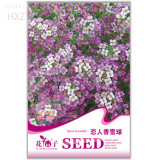 White Spice Snowball Flower Seeds, Original Package, 50 seeds, quality potted flower seeds ornamental flower seeds A170