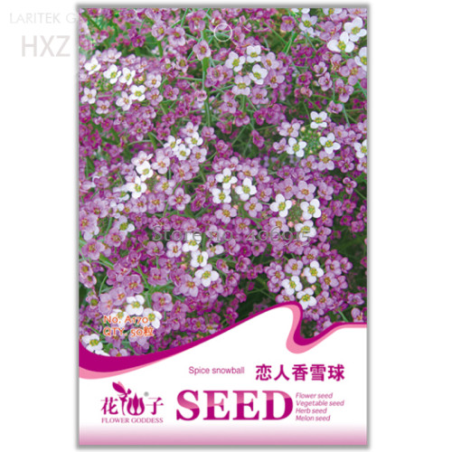 White Spice Snowball Flower Seeds, Original Package, 50 seeds, quality potted flower seeds ornamental flower seeds A170