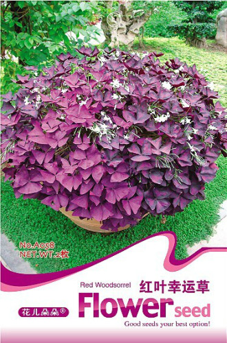 1 Original Pack, 2 seeds / pack, Red Woodsorrel Oxalis Corymbosa Flower Seed #A058