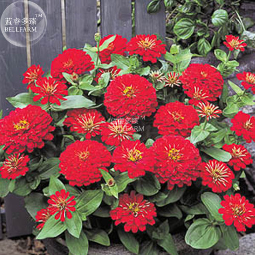BELLFARM Zinnia 'Dreamland Red' Fully-double Flower Seeds, 50 seeds, dwarf, dahlia-like flowers  on compact plants