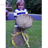 GIANT Titan Sunflowers 24 Inch Heads, 15 seeds, 15 - 18 Ft Tall / One of World's Largest TS238T