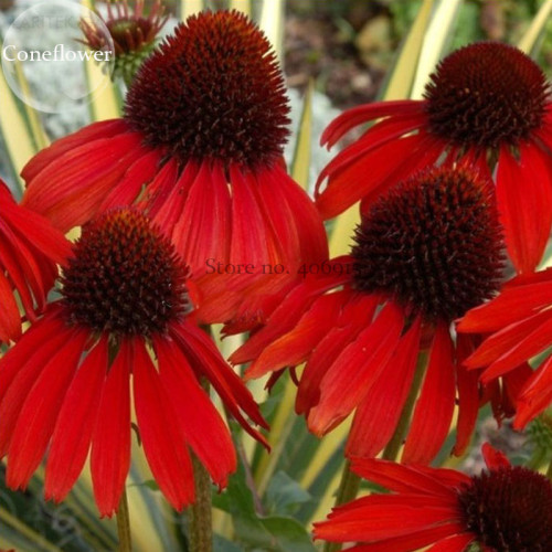 Rare Echinacea 'Firebird'  Dark Red Coneflower, 100 Seeds. impressive perennial flower E3823