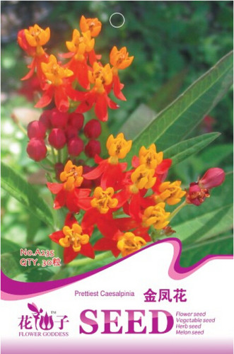 Caesalpinia Pulcherrima Seeds, Original Pack, 30 Seeds / Pack, Annual Garden Flowers A235