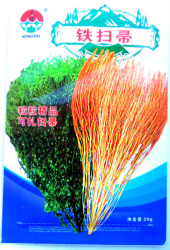 Burning Bush Grass Kochia Scoparia Summer Cypress Seeds, Original Pack, 3500 Seeds / Pack, Rapid Grow & Hardy E3275